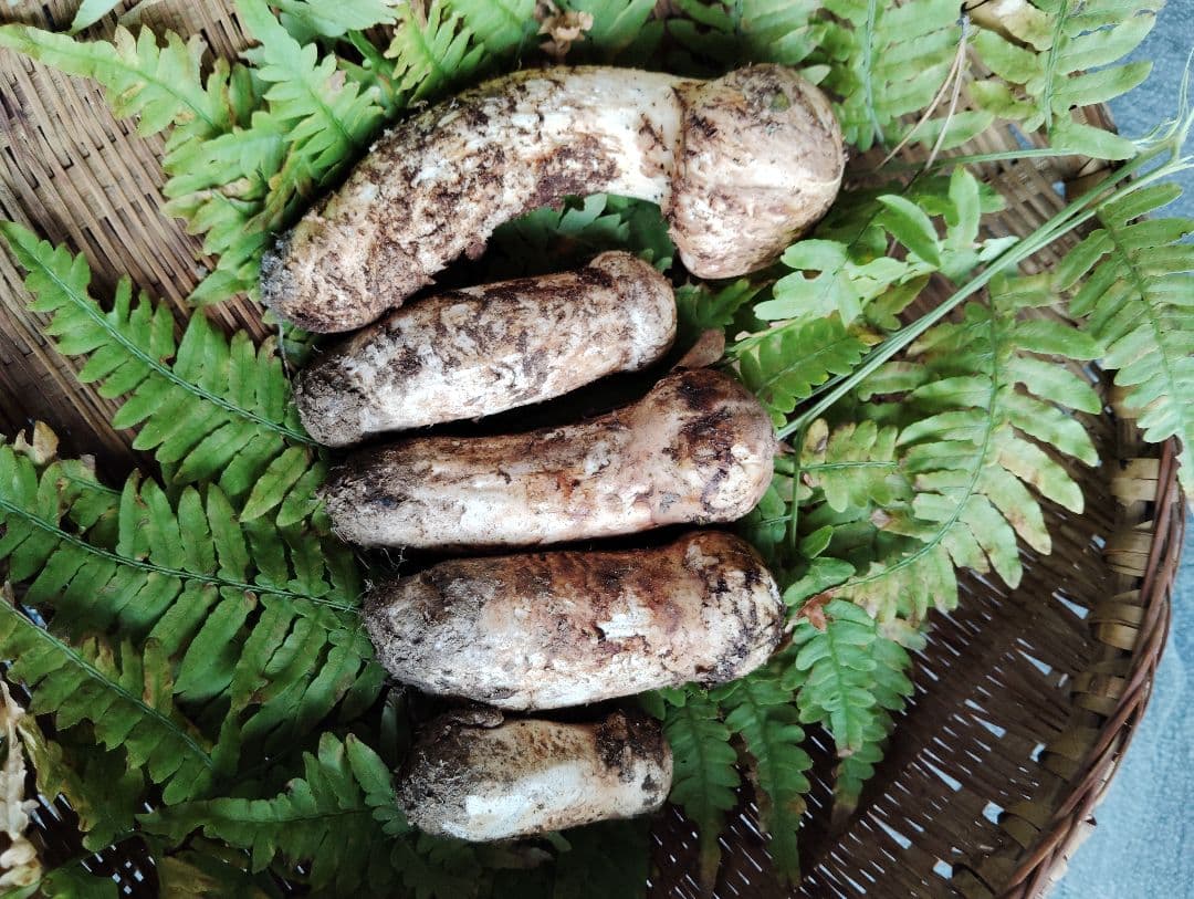 岩手県岩泉産松茸　240グラム 良品