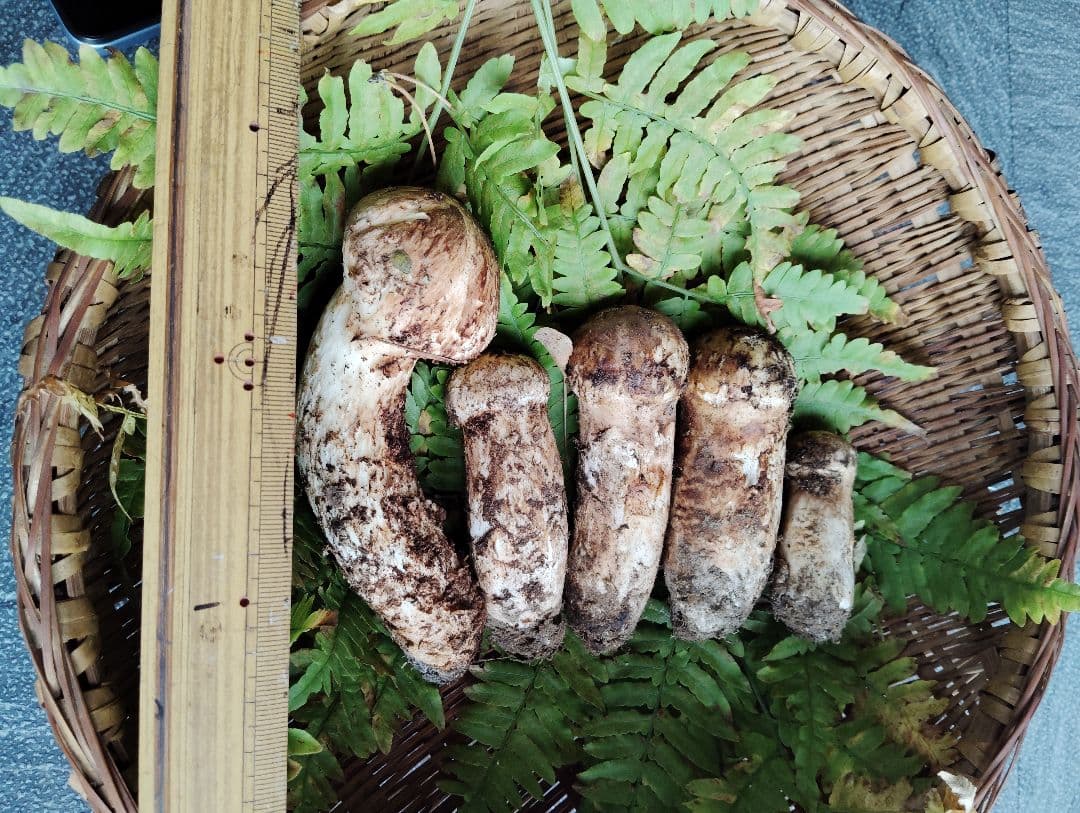 岩手県岩泉産松茸　240グラム 良品