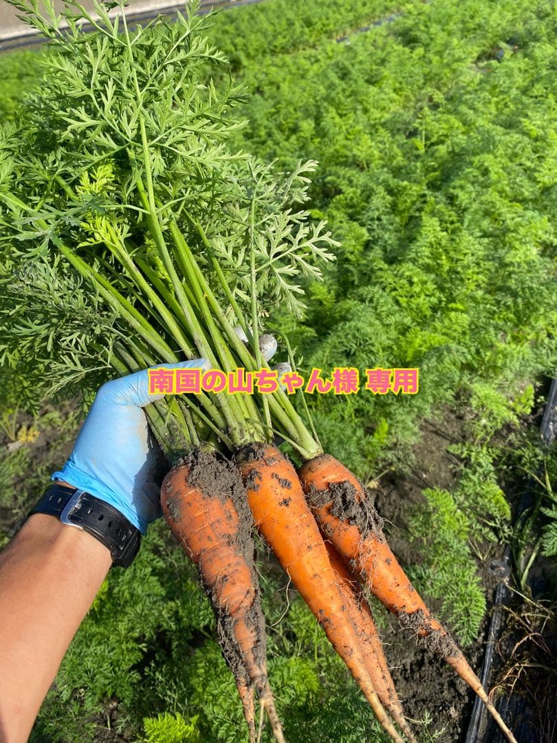 ご予約品 人参25kg