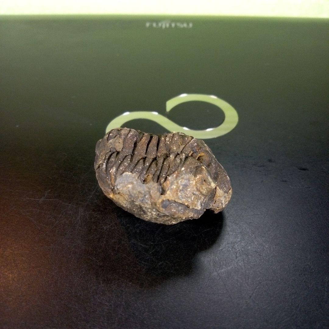 三葉虫　化石　ボリビア産　南アメリカ　trilobite　南米産fossil⑤
