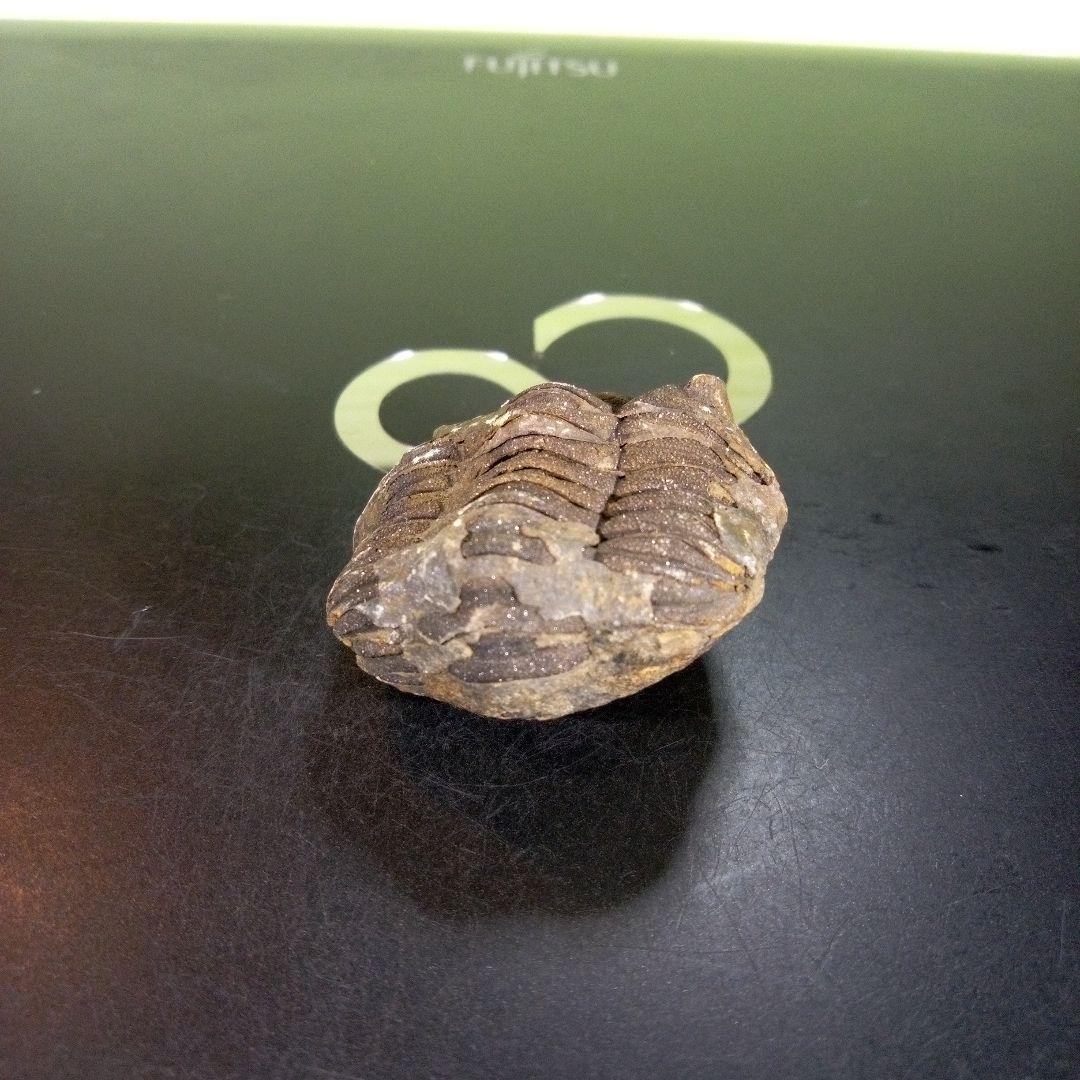 三葉虫　化石　ボリビア産　南アメリカ　trilobite　南米産fossil⑤