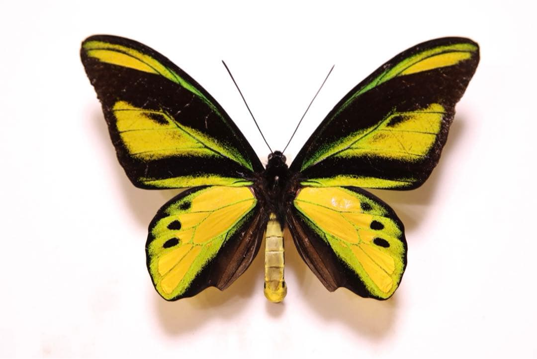 キマエラトリバネアゲハ！標本2
