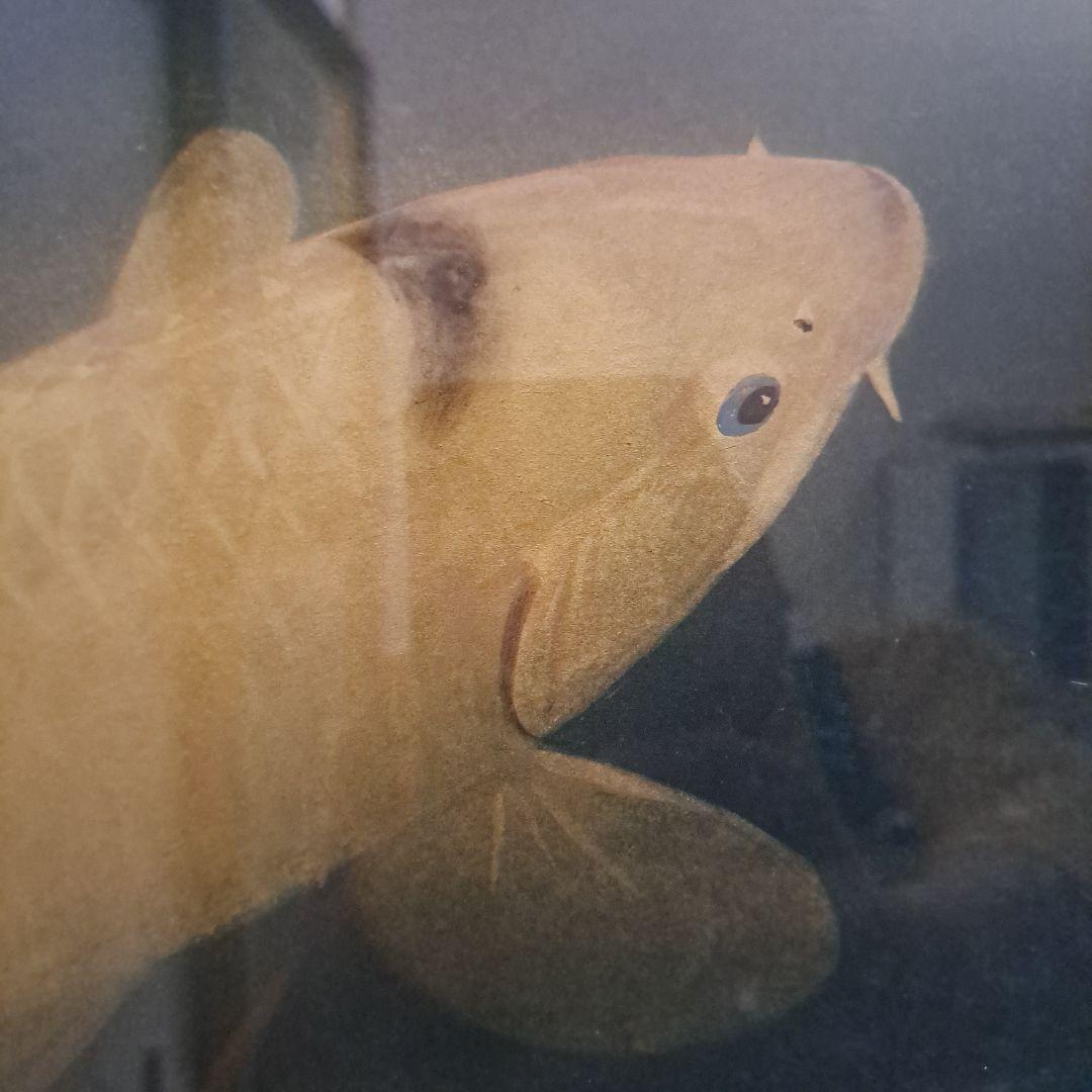 川村憲邦直筆　黄金鯉