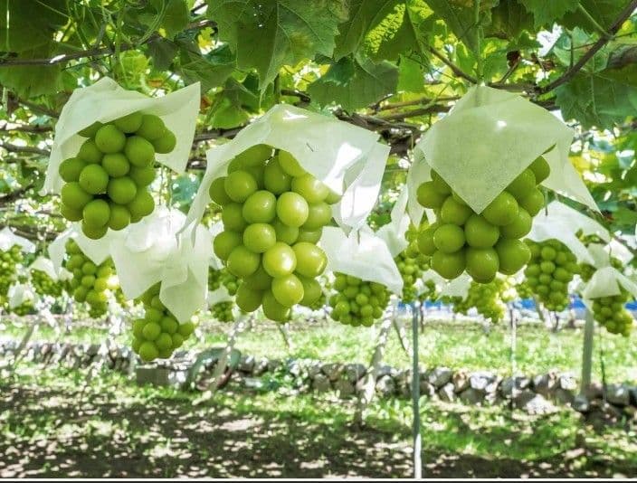 ☆朝採り農家直送☆シャインマスカット☆大粒厳選☆2房☆朝採りその日のうちに発送