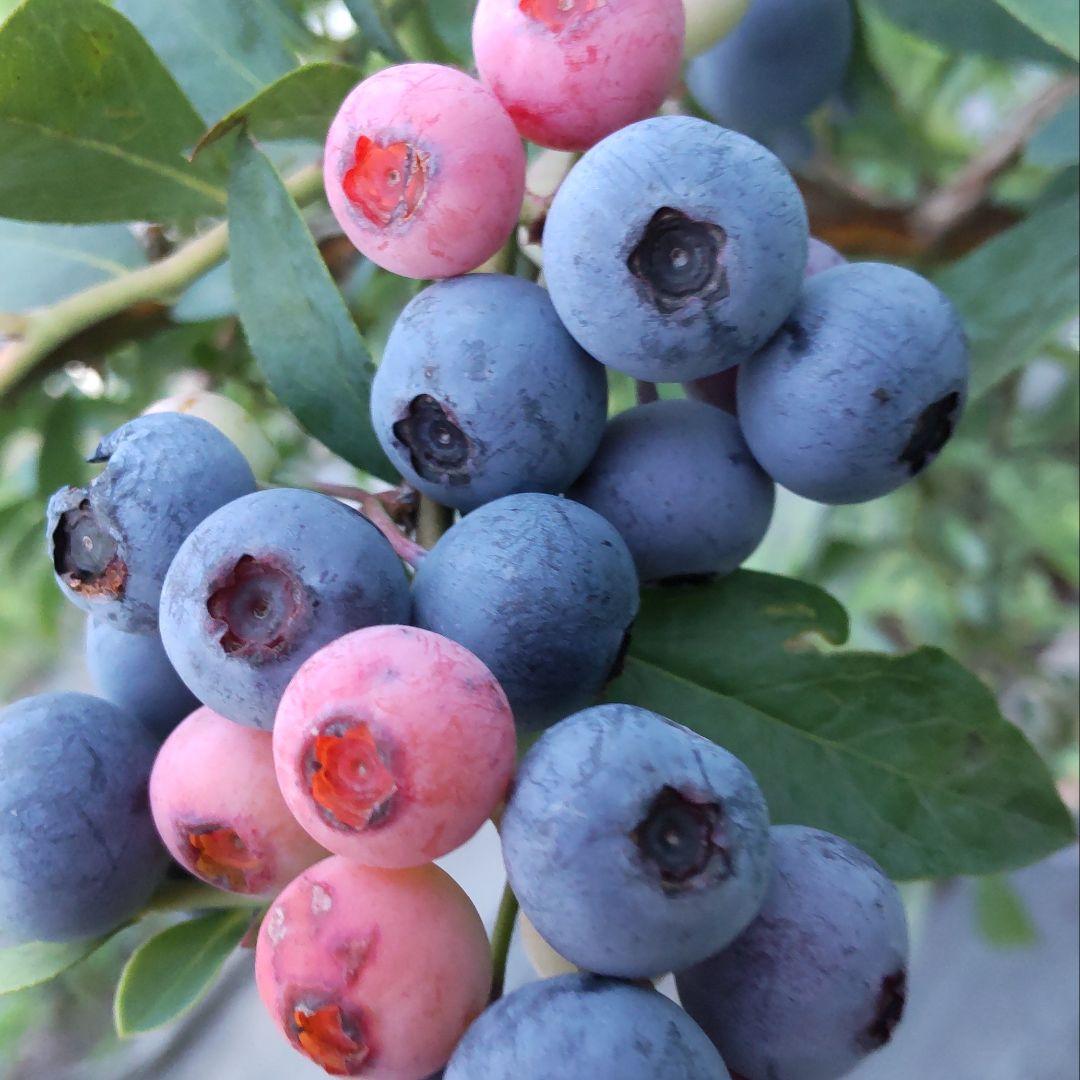 ★完熟冷凍ブルーベリー5kg★