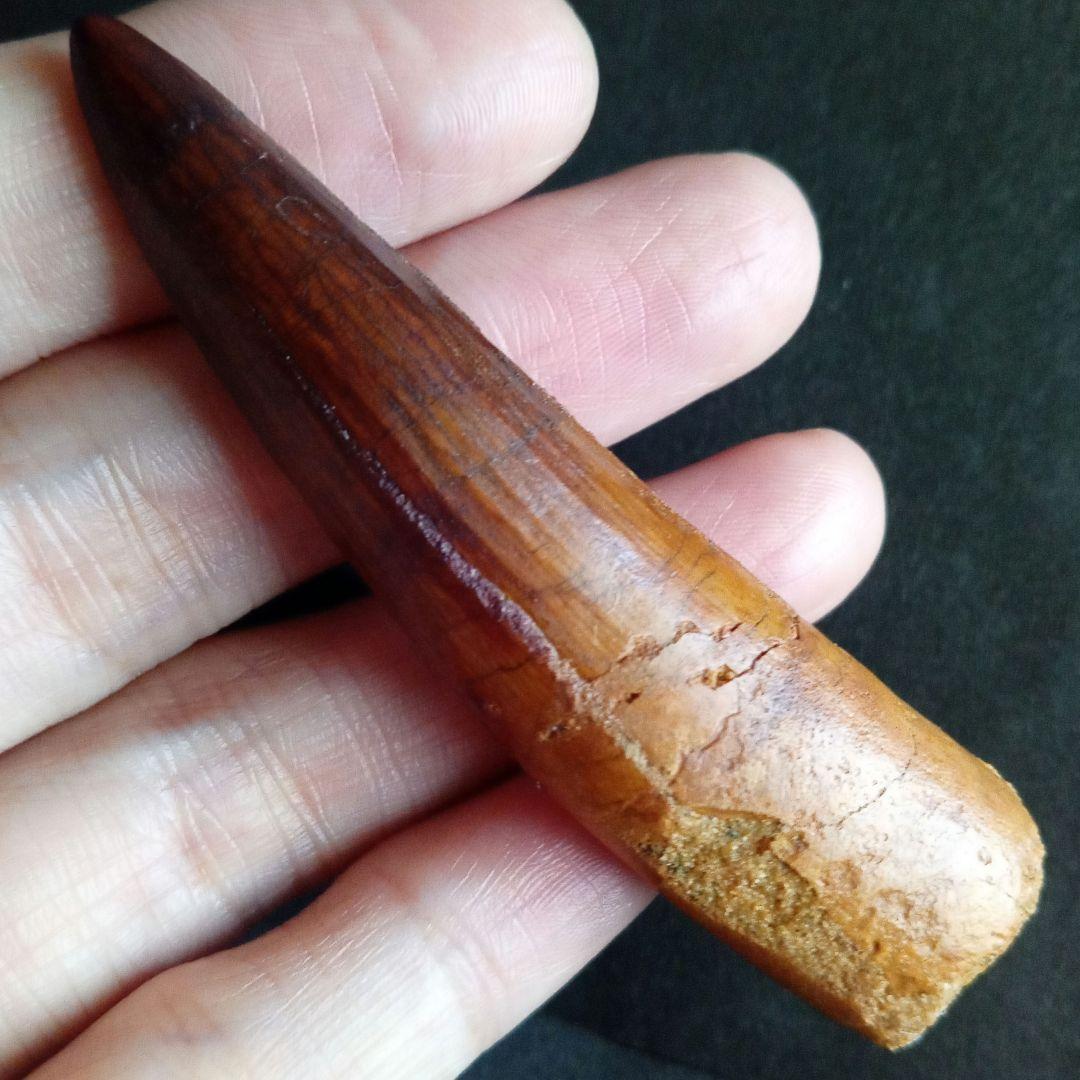恐竜　スピノサウルス　歯化石　特大　美麗　７９mm