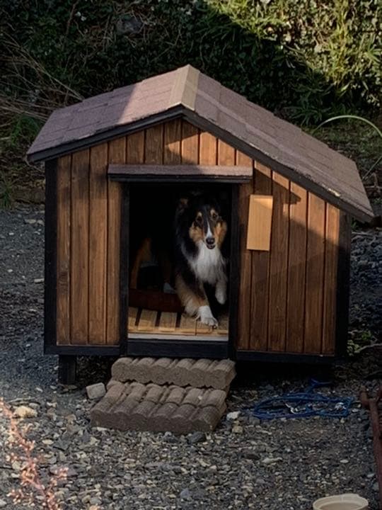 犬小屋