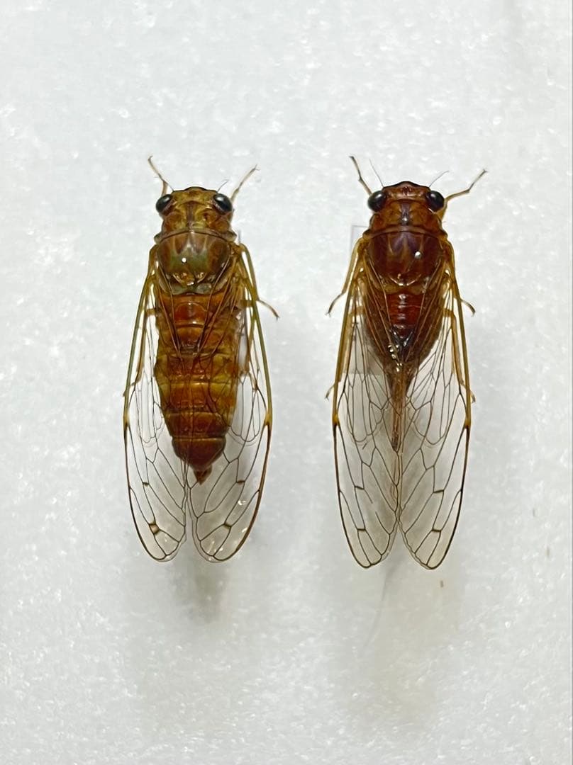 ダイトウヒメハルゼミ ペア 標本