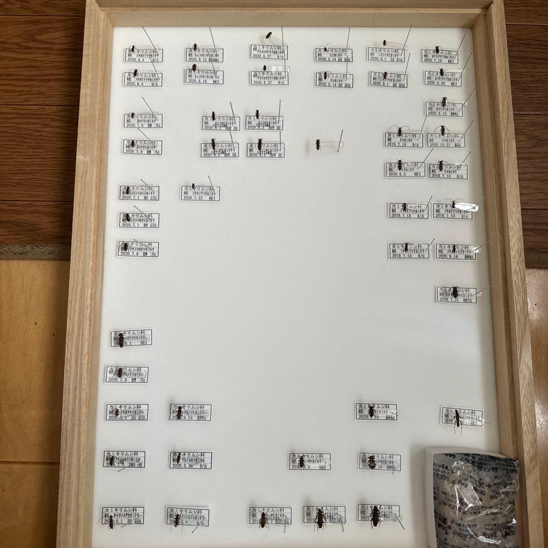 カミキリムシ標本❌2