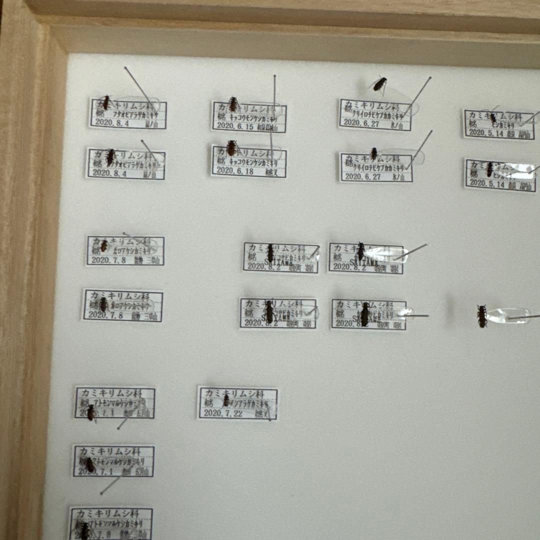 カミキリムシ標本❌2