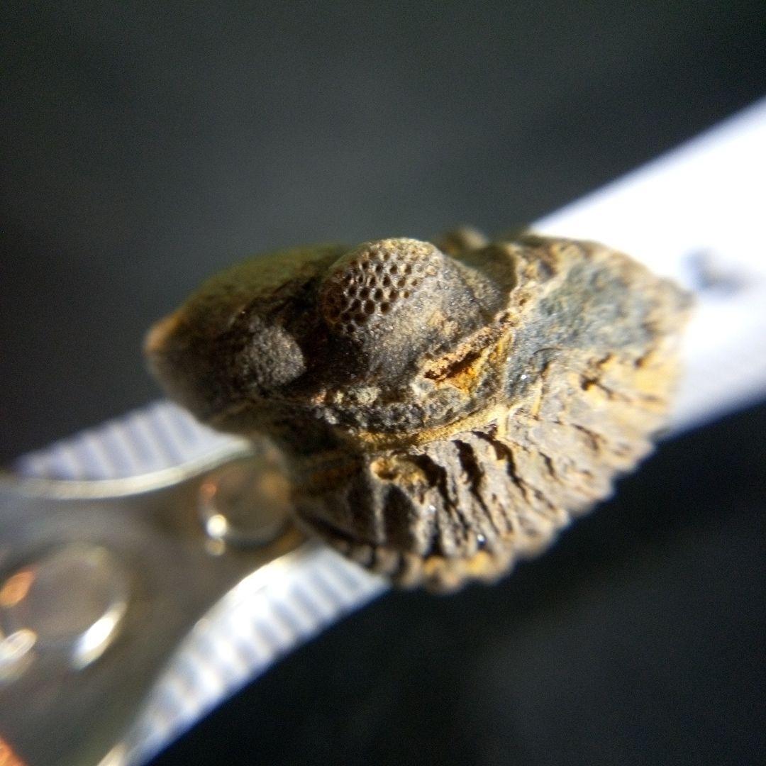 三葉虫　化石　fossil　ボリビア産　trilobite　海生動物個体①