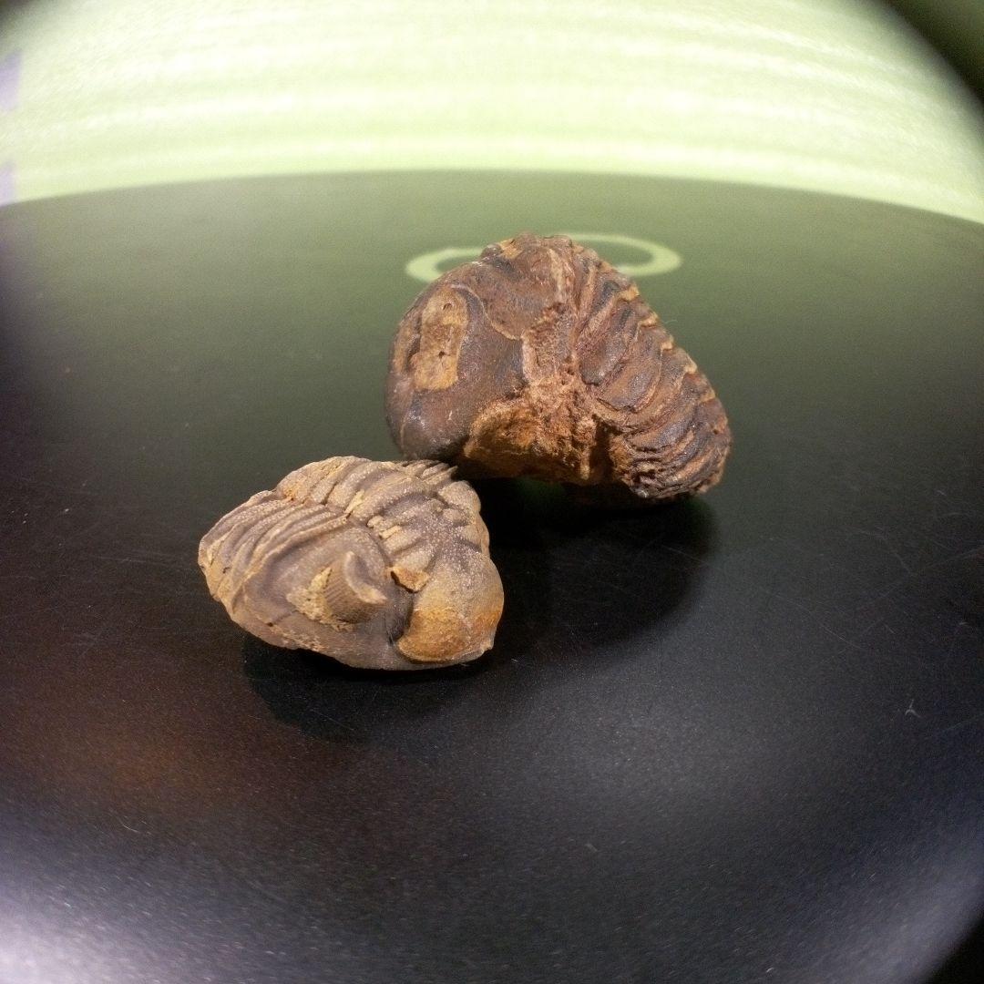 三葉虫　化石　fossil　ボリビア産　レア　Fossil識別⑨　２個セット