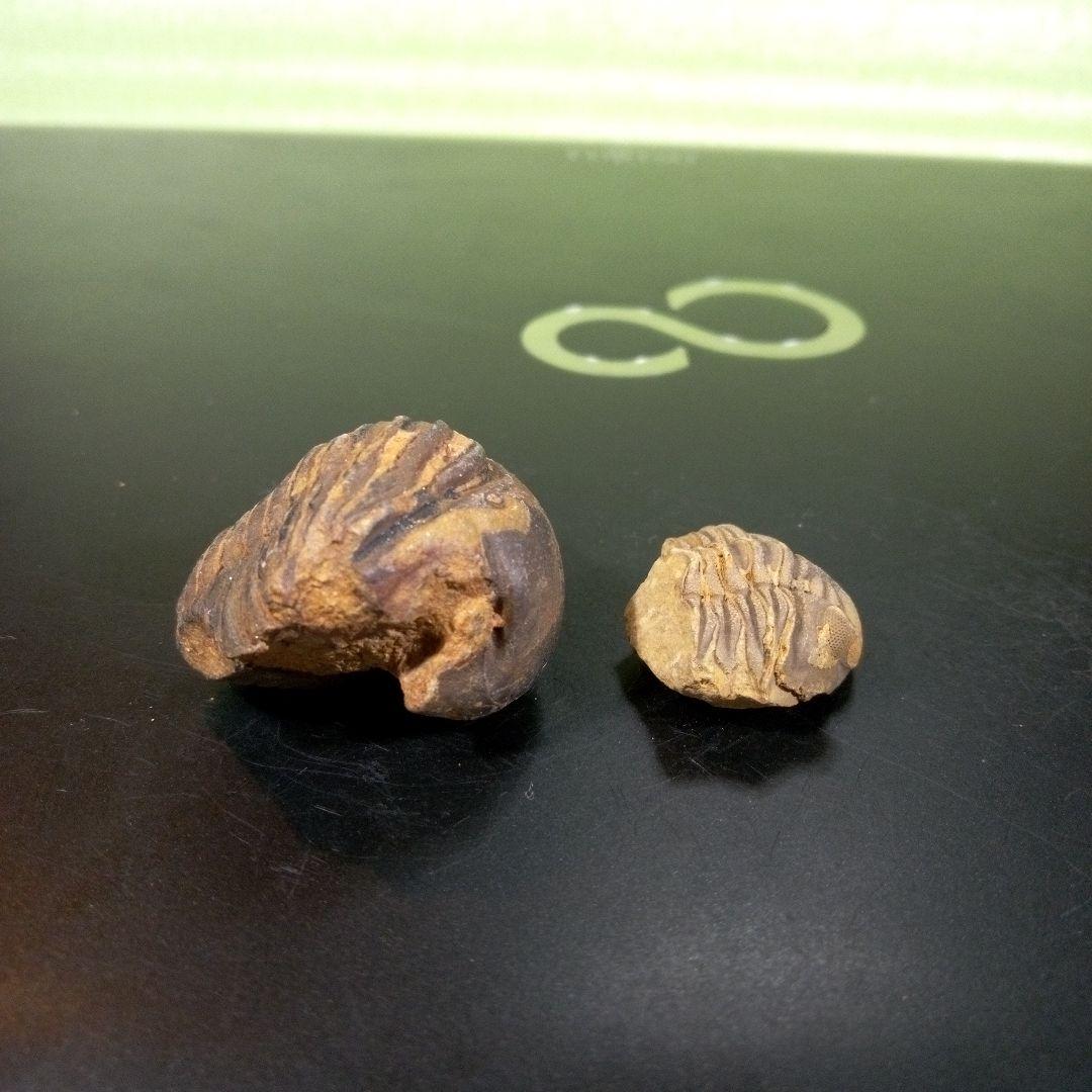 三葉虫　化石　fossil　ボリビア産　レア　Fossil識別⑨　２個セット