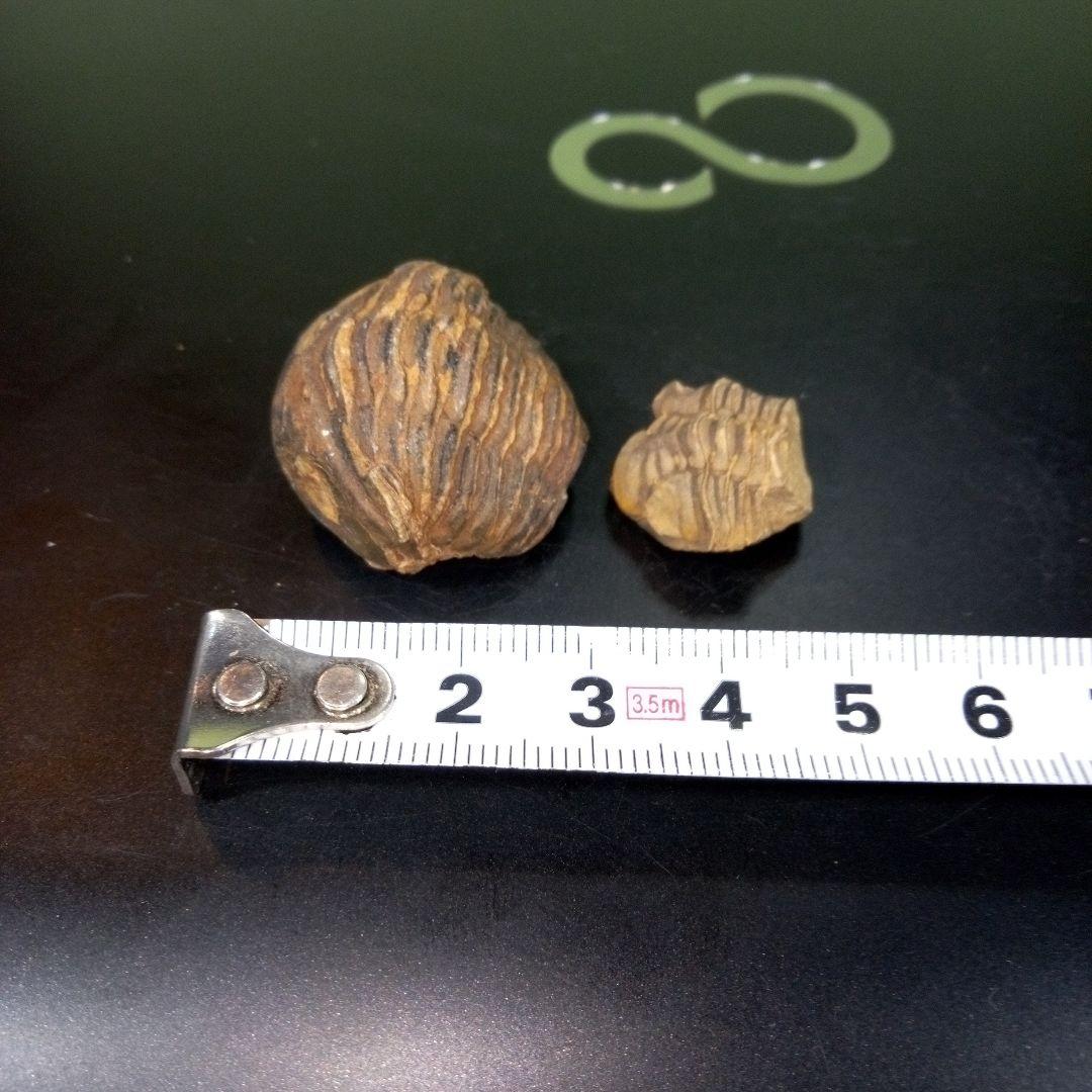 三葉虫　化石　fossil　ボリビア産　レア　Fossil識別⑨　２個セット