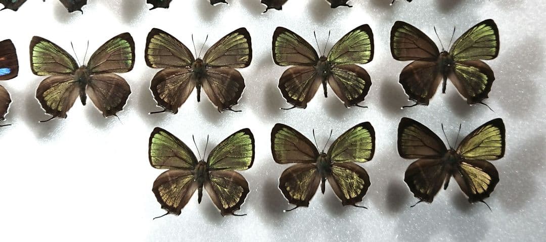 国内蝶標本‼️ 確認用