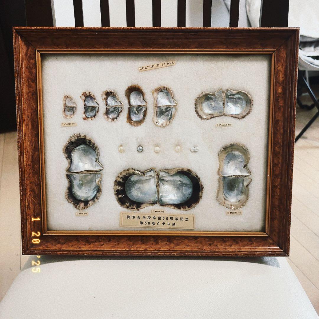 真珠標本 50周年記念