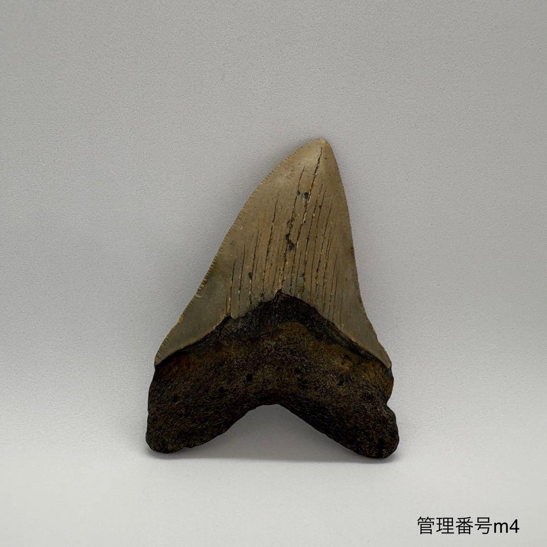 本物　メガロドンの歯　化石　サメ　7.7cm アメリカ合衆国