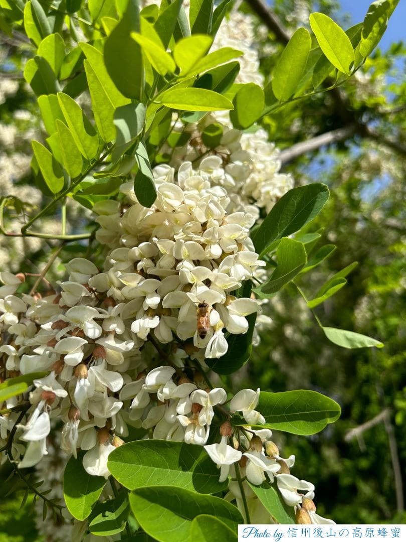 【ぱーる。】アカシア蜂蜜 1000g 4本 長野県産 西洋蜜蜂