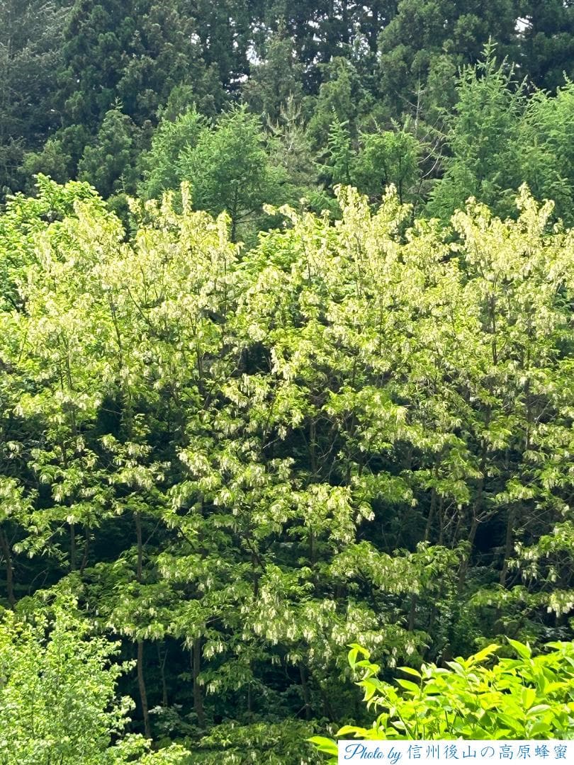 【ぱーる。】アカシア蜂蜜 1000g 4本 長野県産 西洋蜜蜂