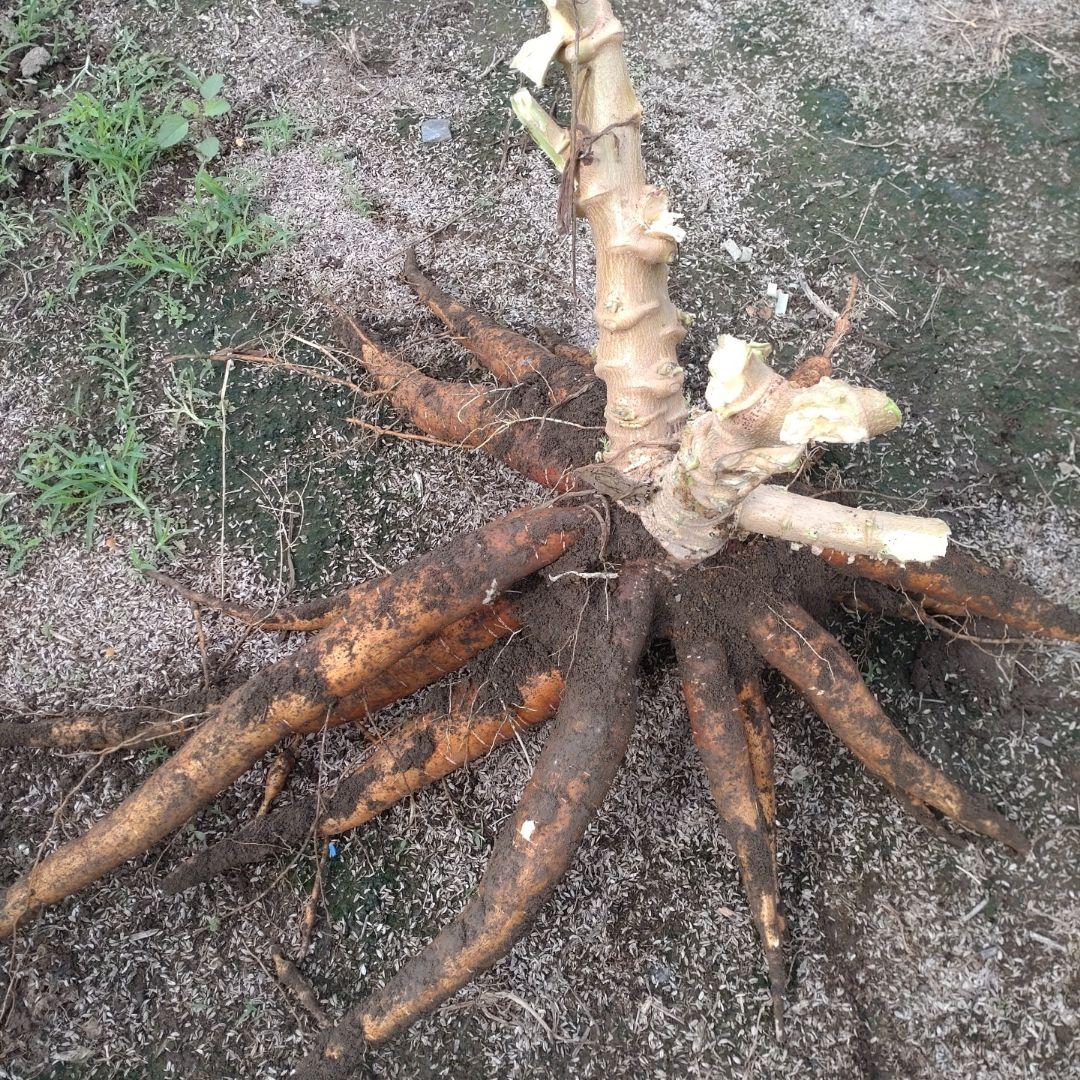 採れたて★23kg★キャッサバ芋 cassava マンジョッカ yuca