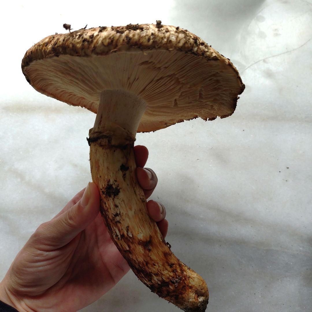 10/16 南信州産 松茸 240g