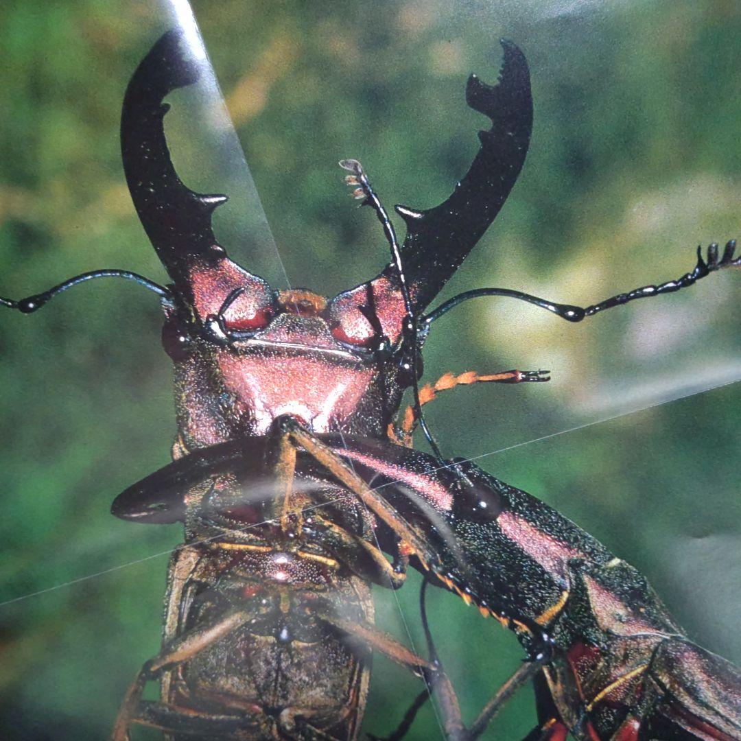 昆虫図鑑付録未使用折りたたみポスター 付海外カブトムシ＆クワガタ昭和58年当時品