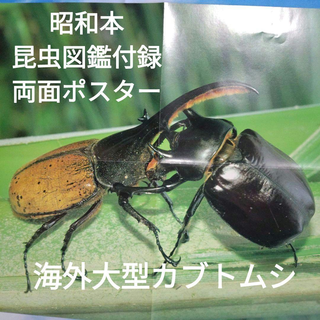 昆虫図鑑付録未使用折りたたみポスター 付海外カブトムシ＆クワガタ昭和58年当時品