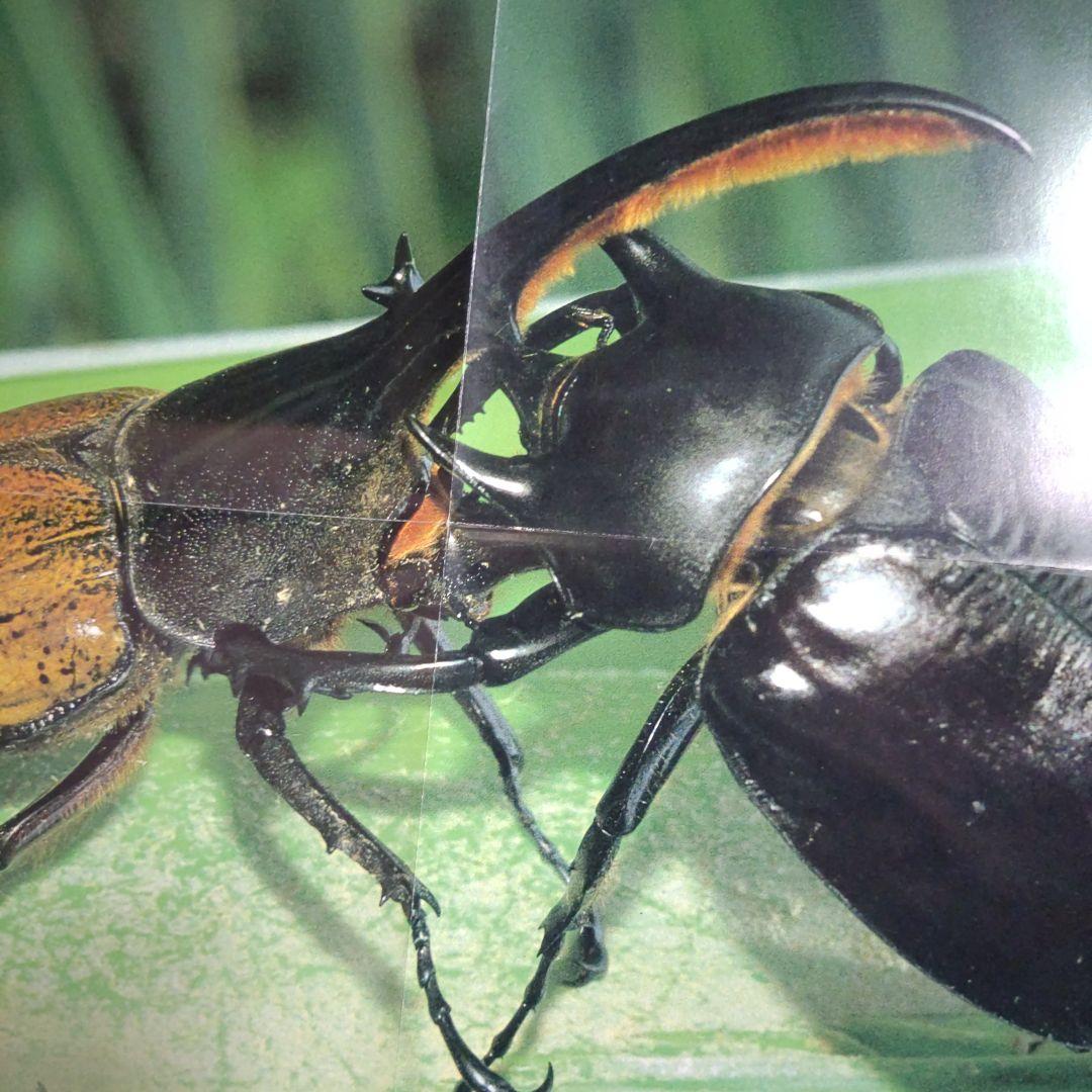 昆虫図鑑付録未使用折りたたみポスター 付海外カブトムシ＆クワガタ昭和58年当時品