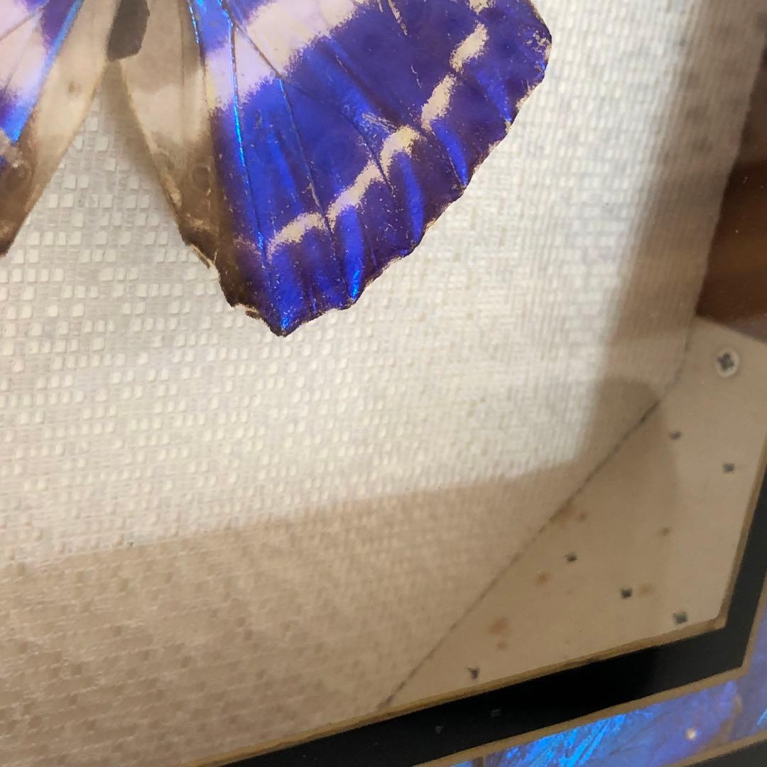 サ*ヤ様 キプリスモルフォ蝶 コロンビア 標本 額縁入り