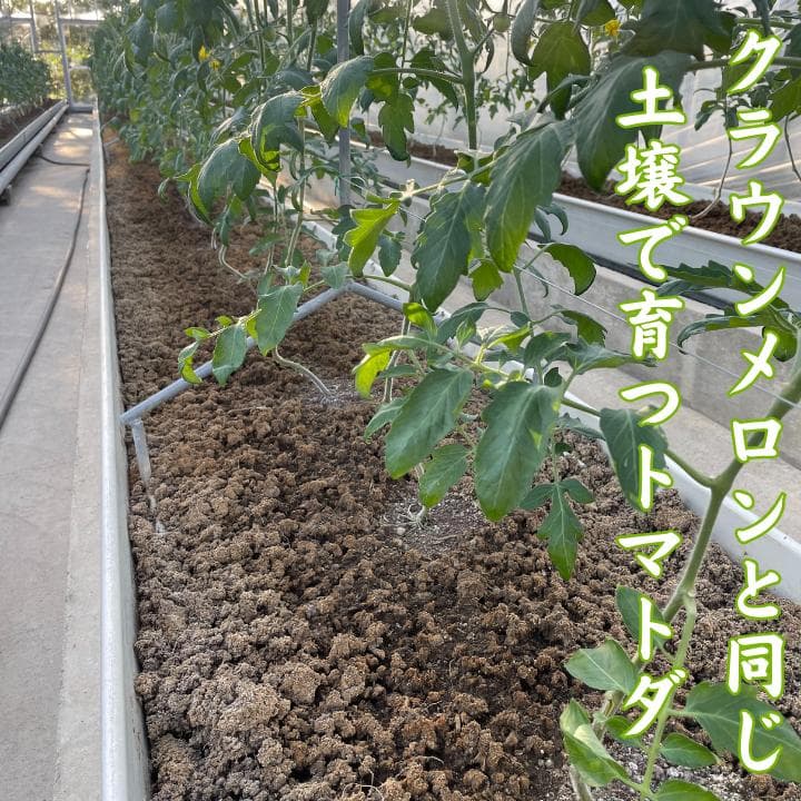 静岡産　トマトダ　高糖度　13~15度　2kg