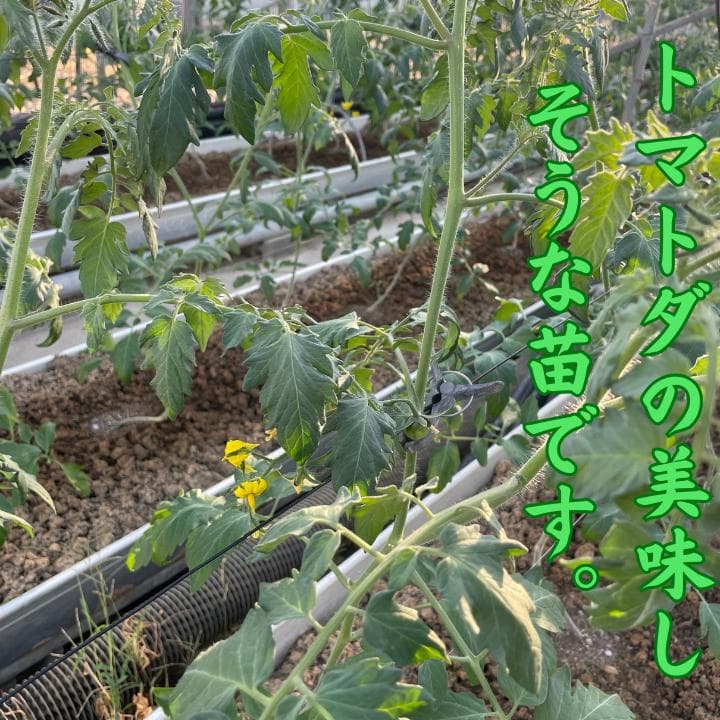 静岡産　トマトダ　高糖度　13~15度　2kg