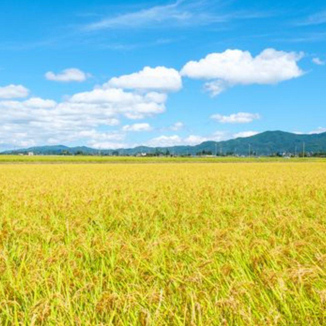 【白米】【精米】広島県産ひとめぼれ 10kg(5kgx2袋)