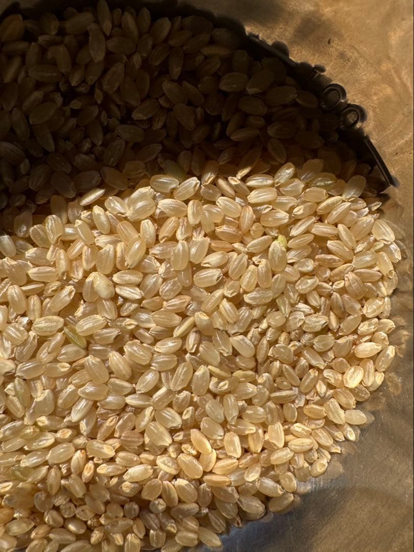 玄米　袋の重さ込みで25kg 数量限定　残りわずか　米　ご飯　うまい