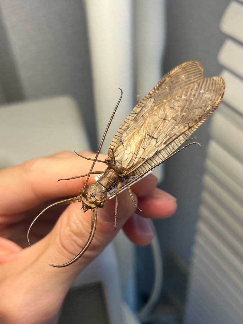 オオアゴヘビトンボ 産 奇蟲 タランチュラ ムカデ 標本 昆虫標本