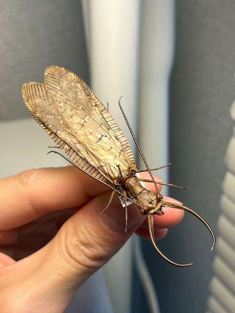 オオアゴヘビトンボ 産 奇蟲 タランチュラ ムカデ 標本 昆虫標本