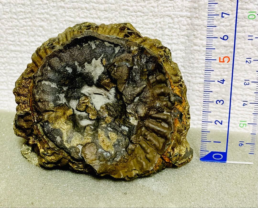 黄鉄鉱化アンモナイト 化石 大型