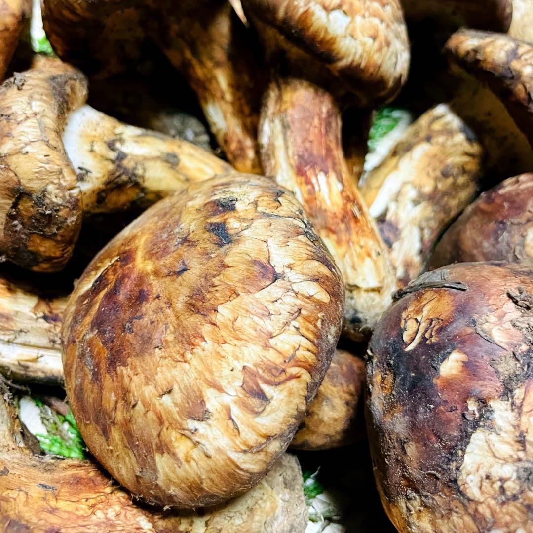 国産　松茸　山梨県　約1kgセット