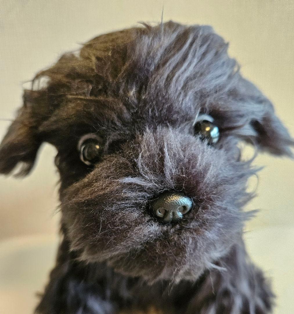 トイプードル　仔犬　ぬいぐるみ作家