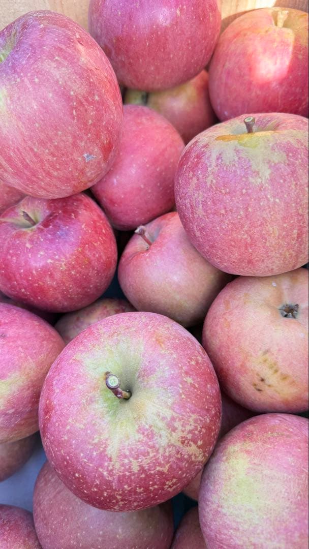 happyママ　青森県産サンフジ（訳あり20キロ）