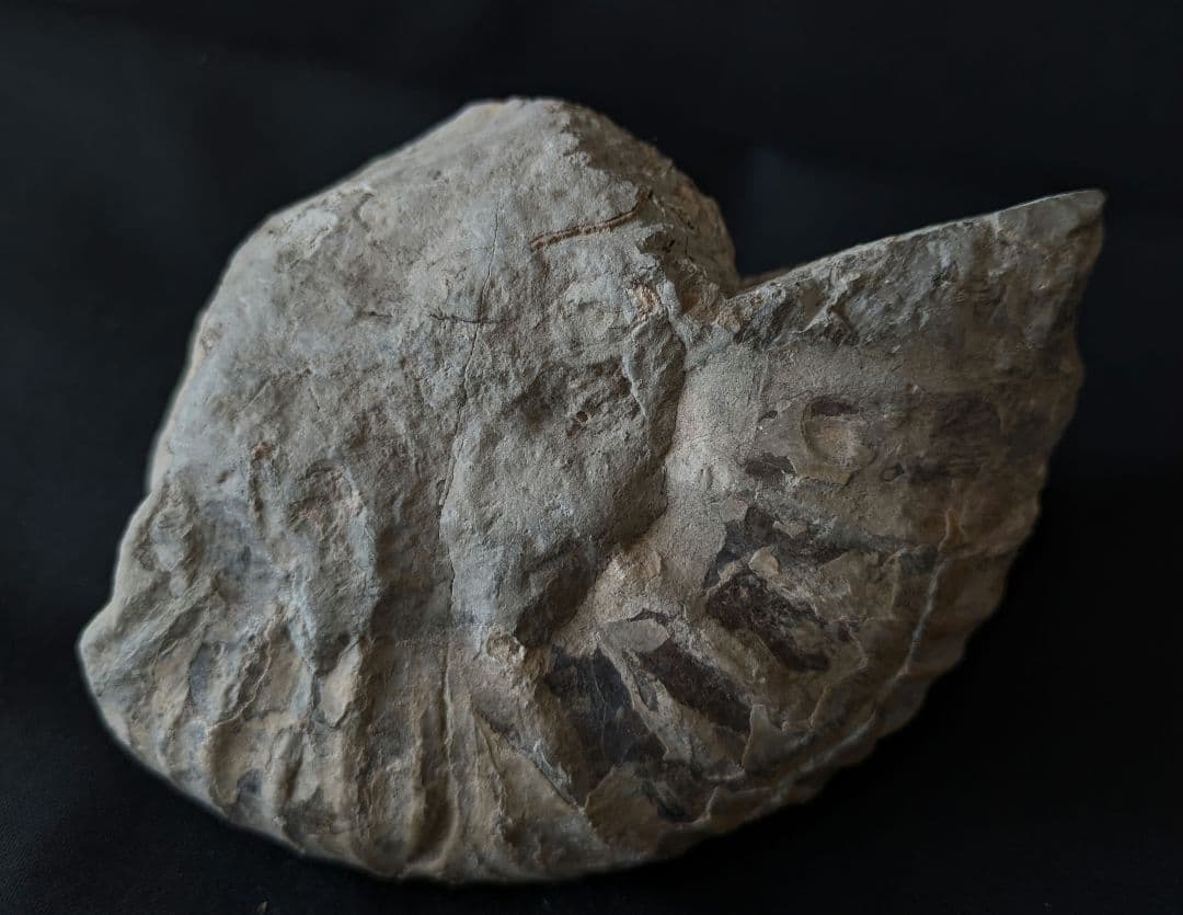 北海道産　アンモナイト　化石