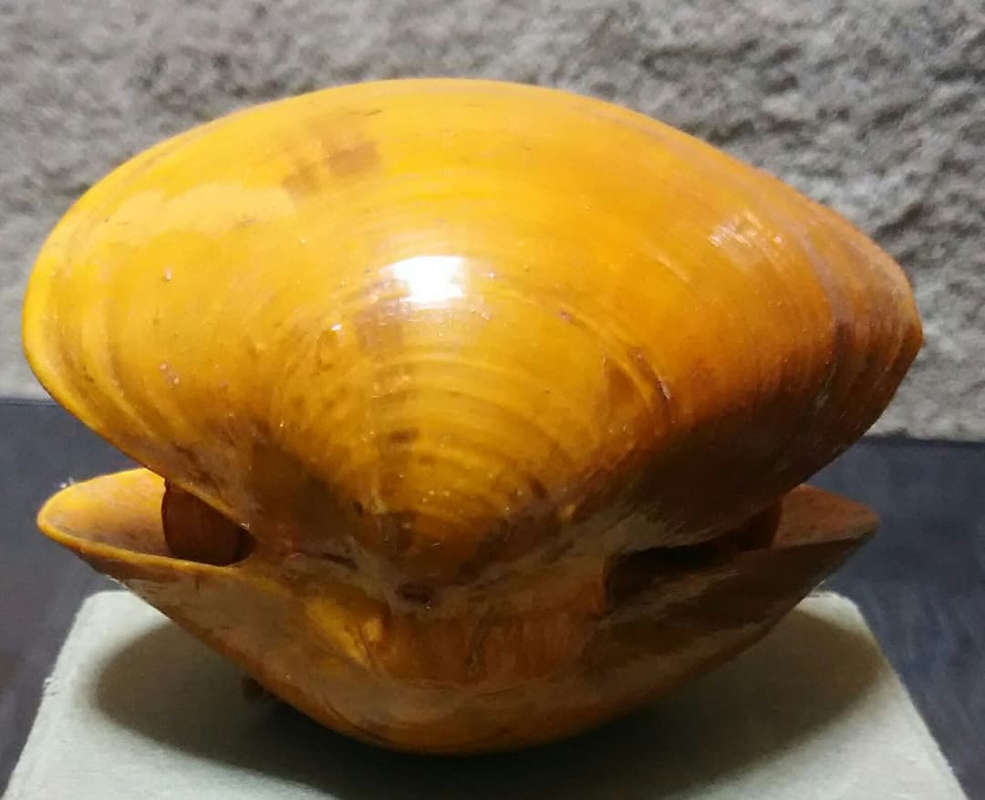 成田山  七福神 木彫