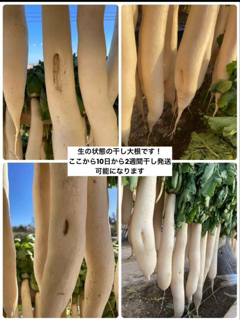 干し大根　宮崎県産　大根　箱込み25kg