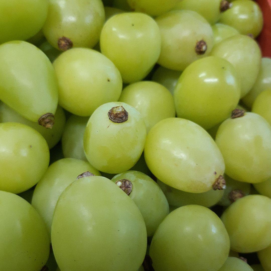 シャインマスカット徳用17キロ入りの粒バック入りになります。