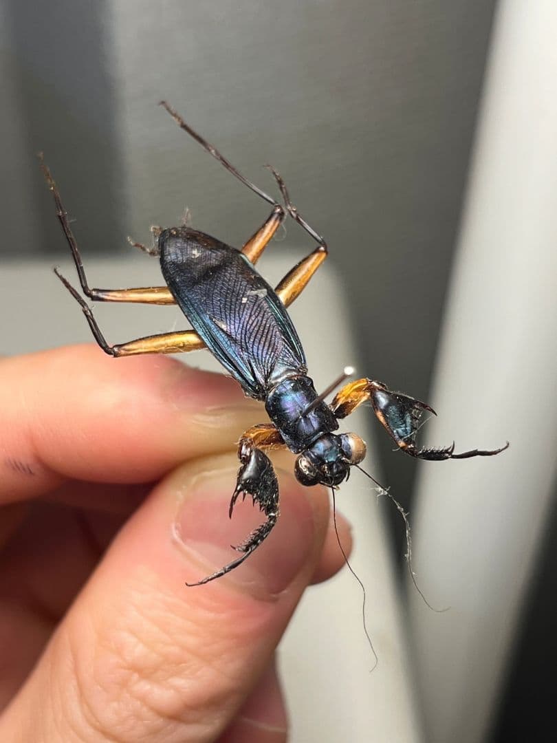 【B品標本】モモアカケンランカマキリ スパイダーマンティスレッドローチ