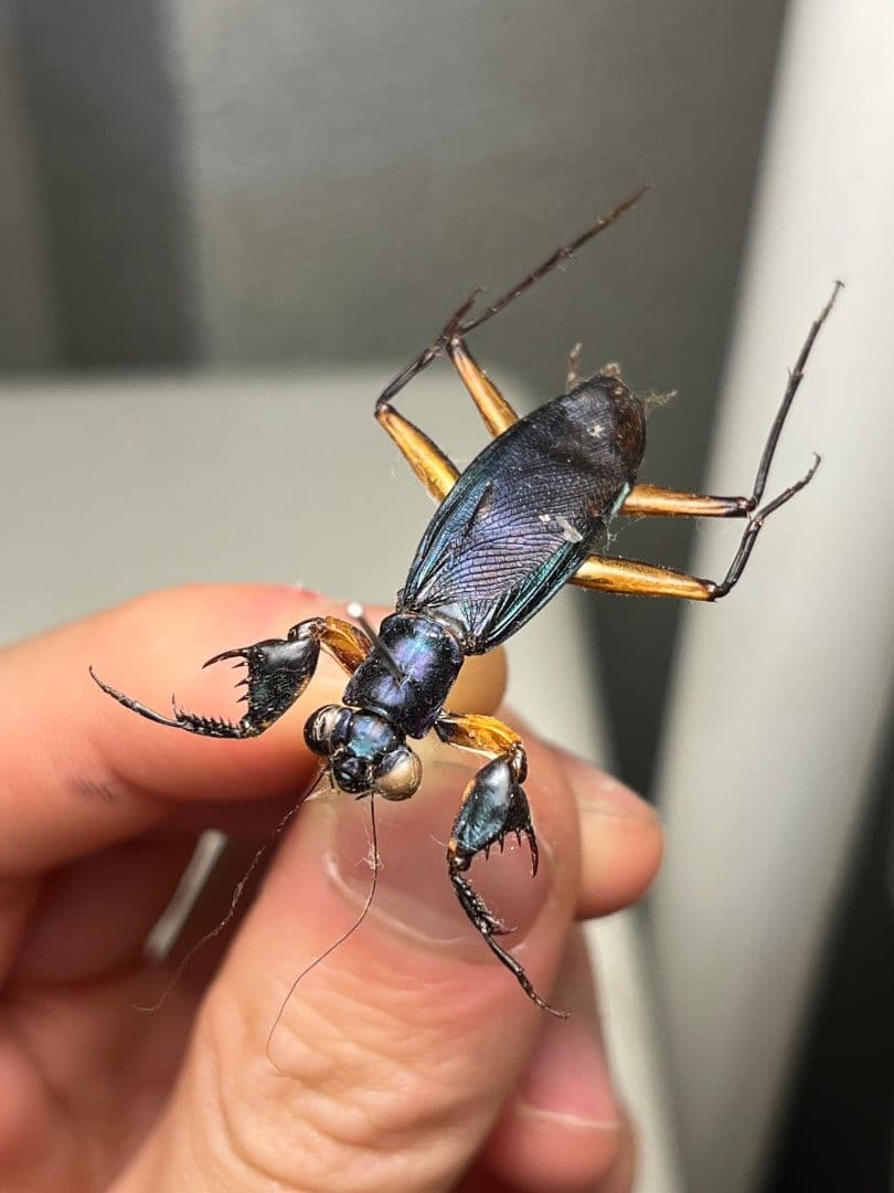 【B品標本】モモアカケンランカマキリ スパイダーマンティスレッドローチ