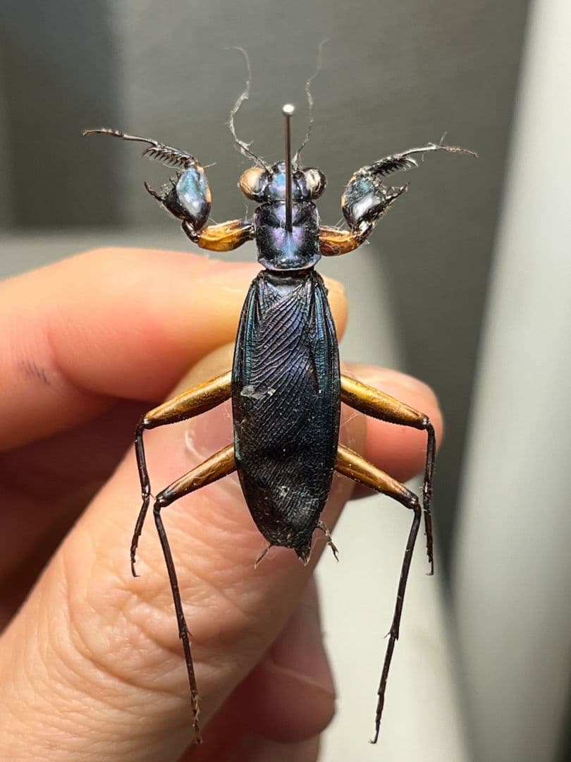 【B品標本】モモアカケンランカマキリ スパイダーマンティスレッドローチ