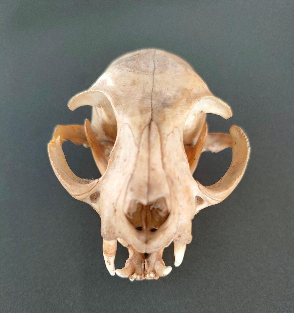 ●Real Animal Skull — 小型哺乳類 頭蓋骨 標本　アート鑑賞用