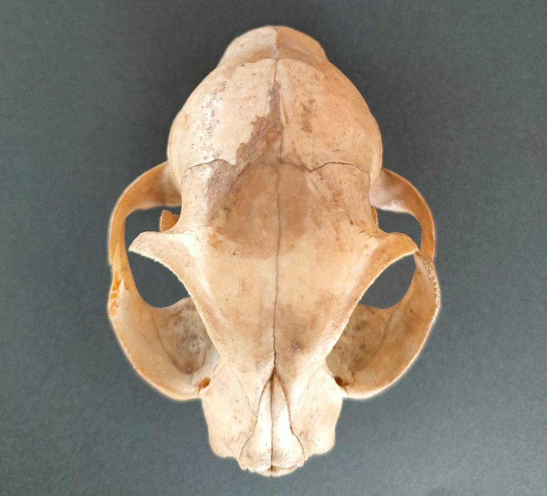 ●Real Animal Skull — 小型哺乳類 頭蓋骨 標本　アート鑑賞用