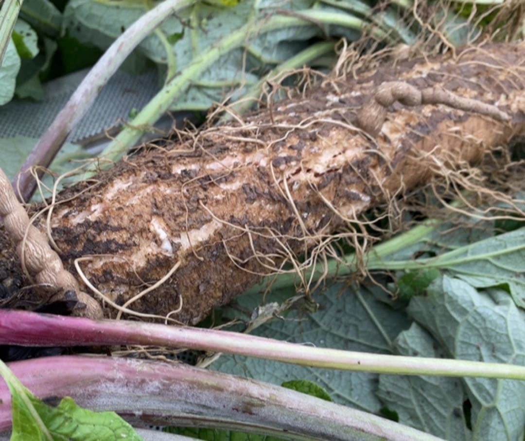 生活応援‼️堀川ごぼう‼️すごく美味しい‼️