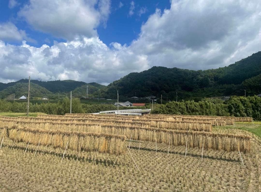 アズママ　ササニシキ玄米10kg